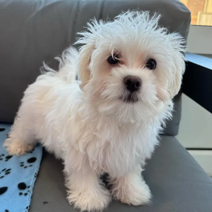 Male Maltese puppy named Pepe for sale at Waggles Charlotte.