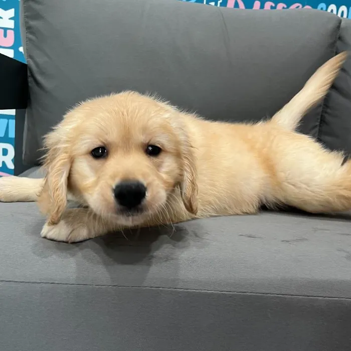 Female Golden Retriever puppy named Josie for sale at Waggles Charlotte.