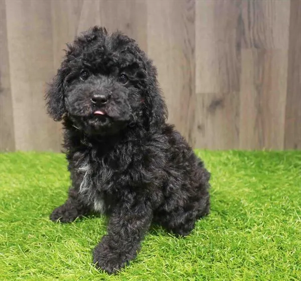 Female Cavapoo puppy named Maeve for sale at Waggles Charlotte.