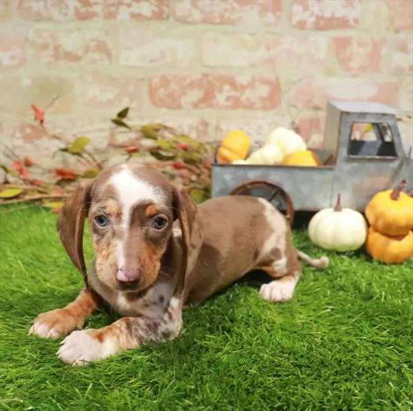 Female Dachshund puppy named Everly for sale at Waggles Charlotte.