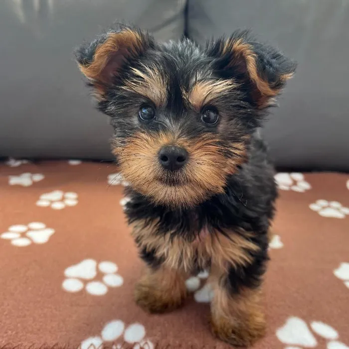 Male Yorkie puppy named Romeo for sale at Waggles Charlotte.