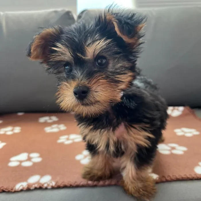 Male Yorkie puppy named Romeo for sale at Waggles Charlotte.