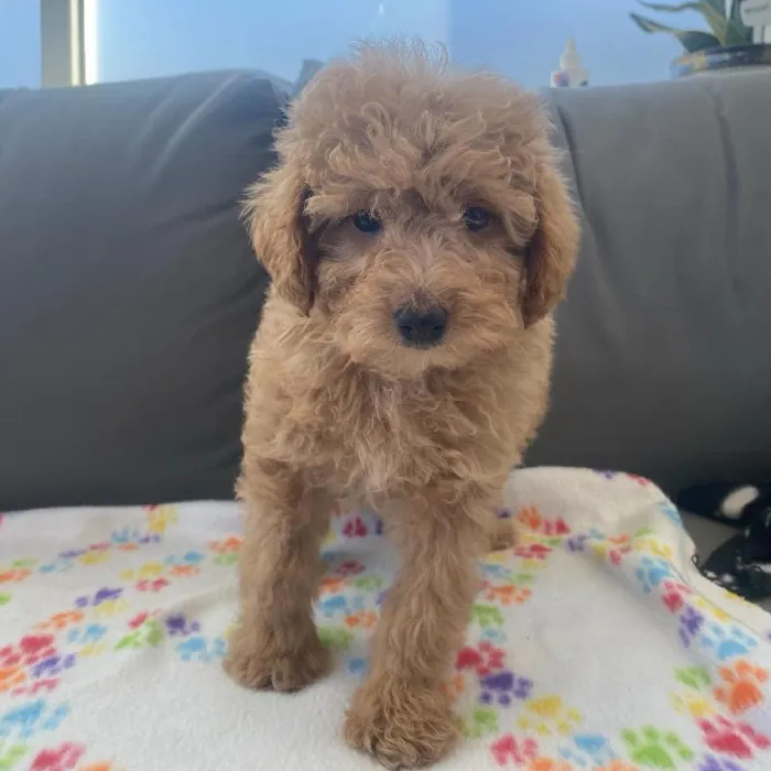 Female Poodle puppy named Beverly for sale at Waggles Charlotte.
