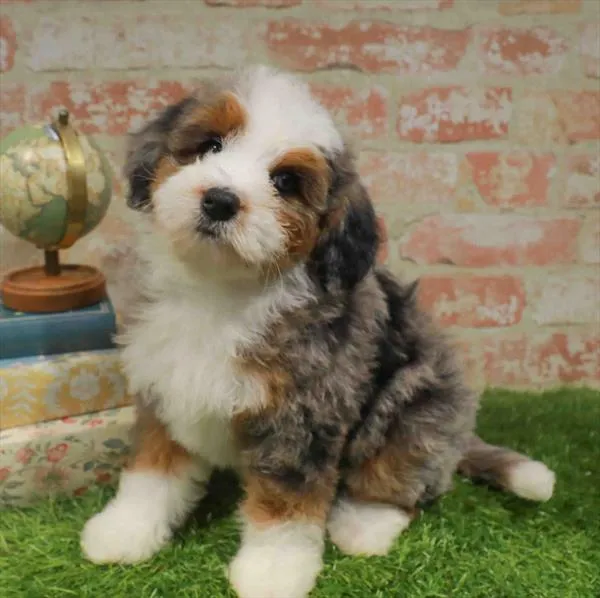Female Mini Bernedoodle puppy named Estelle for sale at Waggles Raleigh.