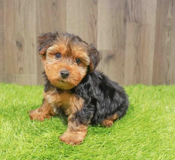 Male Yorkie puppy named Alfie for sale at Waggles Charlotte.