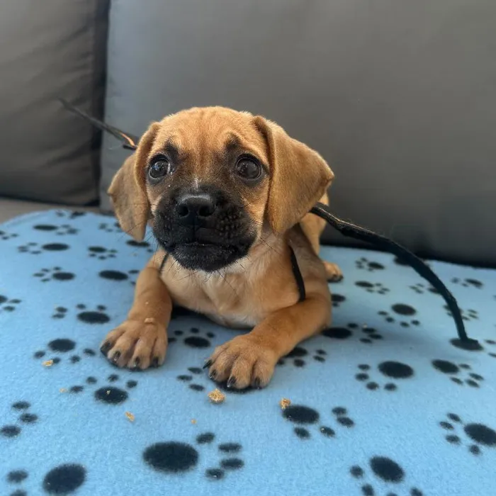 Female Puggle puppy named Frida for sale at Waggles Charlotte.