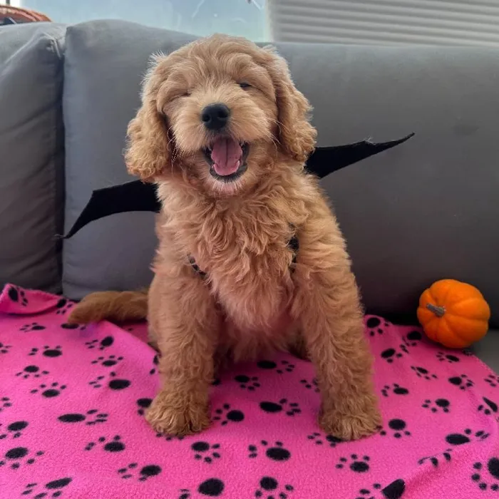 Female Mini Goldendoodle puppy named Becky for sale at Waggles Charlotte.