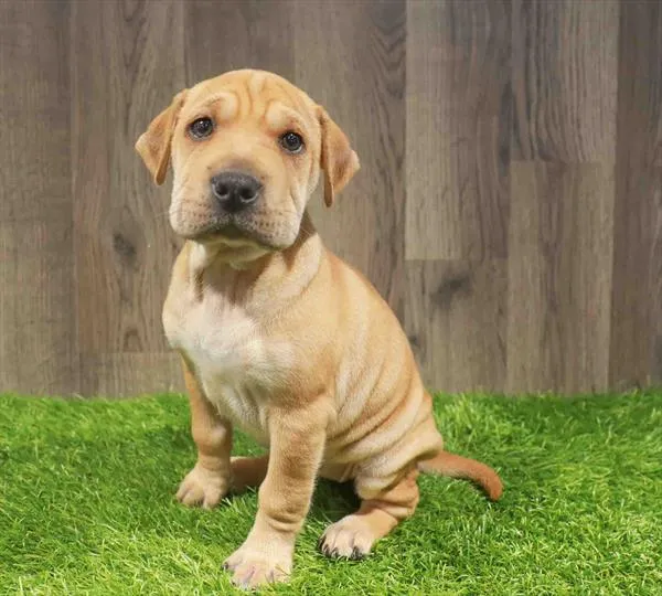 Female Mini Walrus puppy named Penny for sale at Waggles Charlotte.