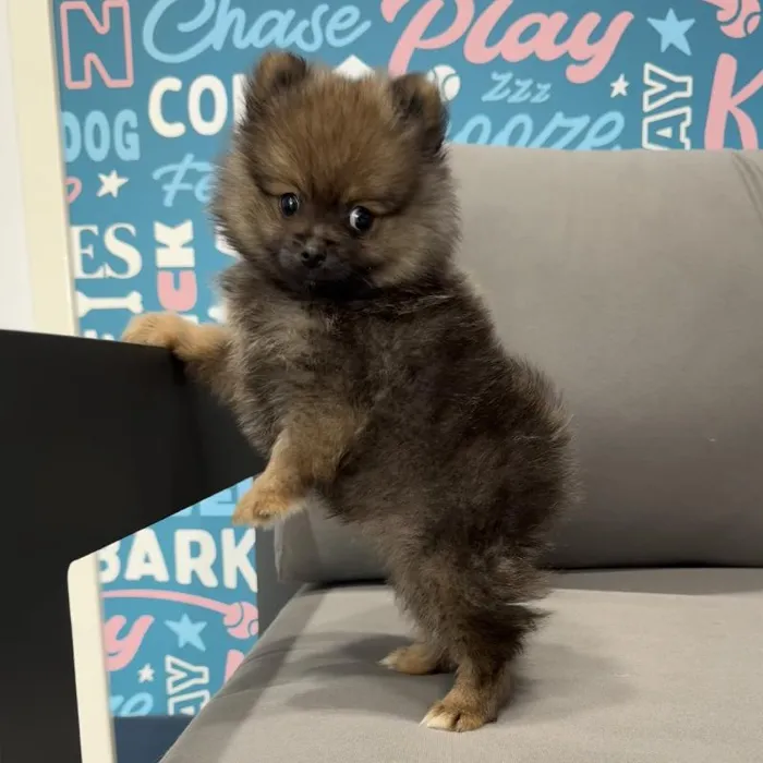 Male Pomeranian puppy named Ozzy for sale at Waggles Charlotte.