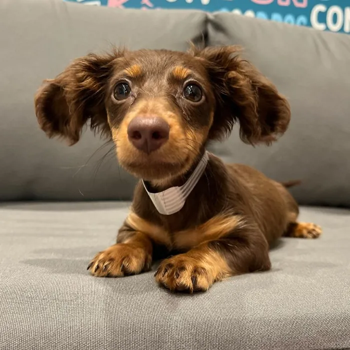 Female Dachshund puppy named Kelsey for sale at Waggles Charlotte.