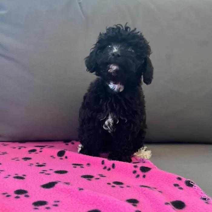 Female Havapoo puppy named Raven for sale at Waggles Charlotte.