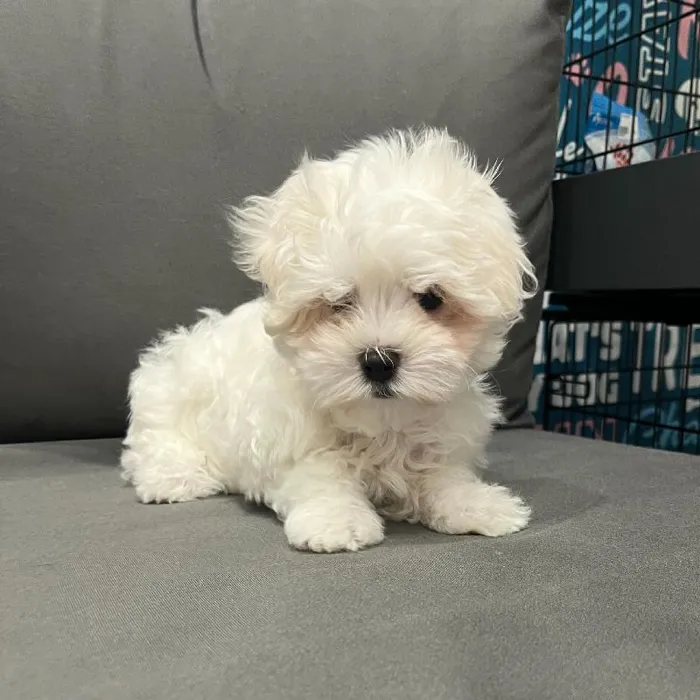 Male Maltese puppy named Glenn for sale at Waggles Charlotte.