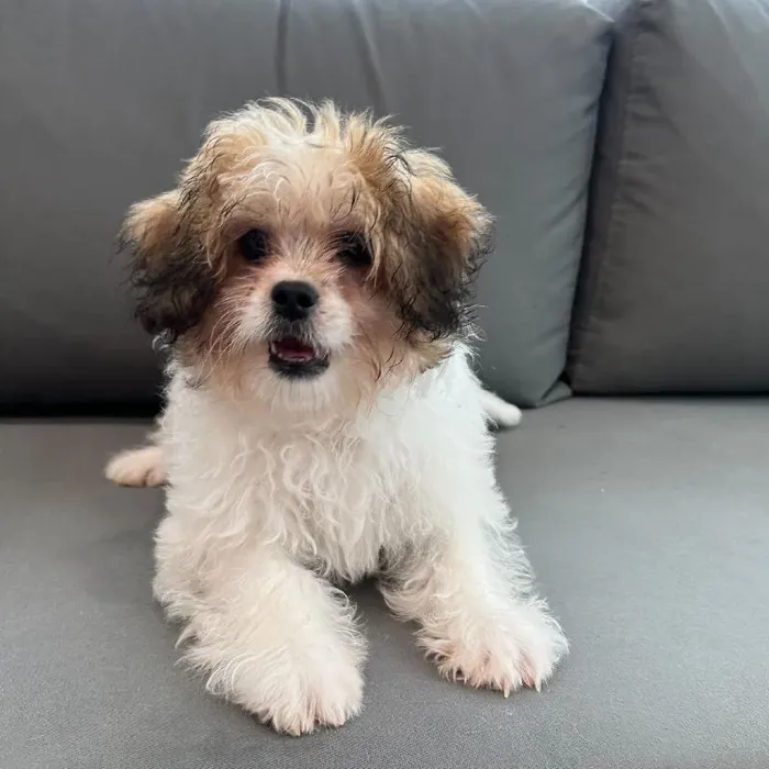 Male Peekapoo puppy named Georgie for sale at Waggles Charlotte.