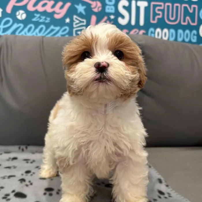 Female Shipoo puppy named Mina for sale at Waggles Charlotte.