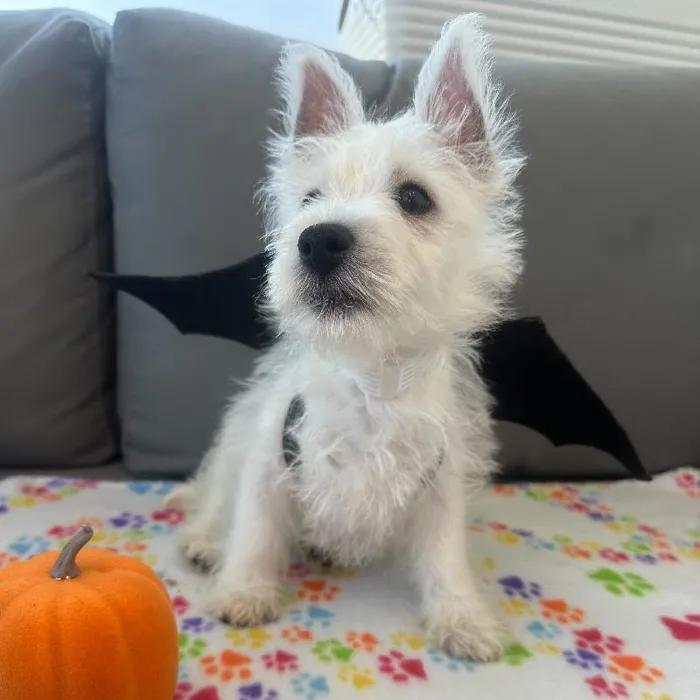 Male West Highland White Terrier puppy named Sherman for sale at Waggles Charlotte.