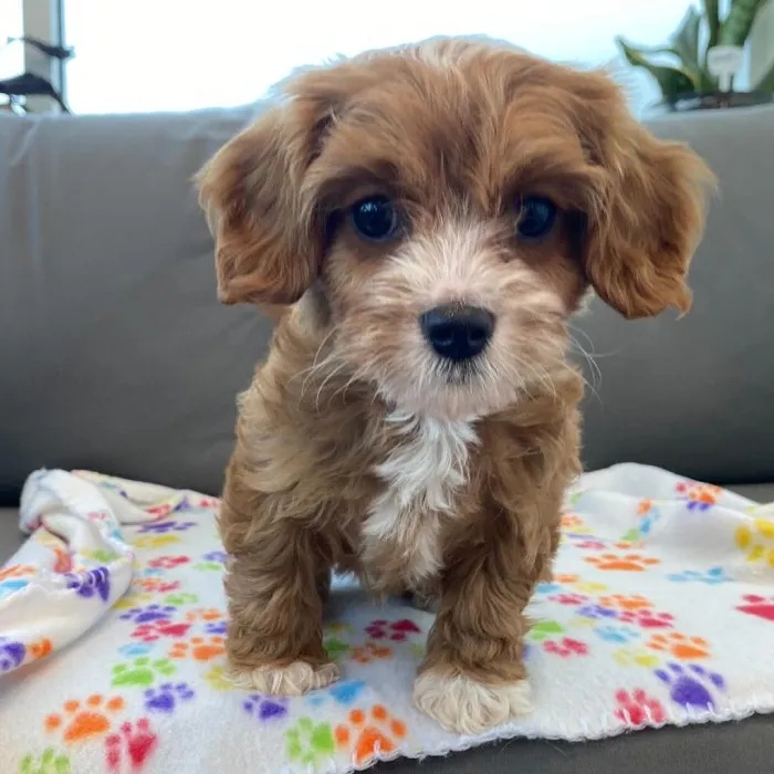 Male Cavapoo puppy named Jeremy for sale at Waggles Charlotte.