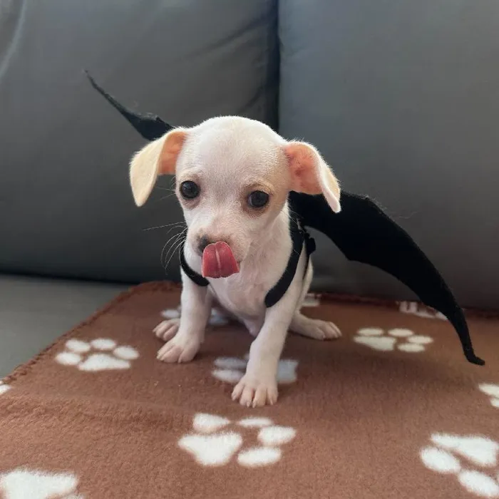 Male Chihuahua puppy named Patrick for sale at Waggles Charlotte.