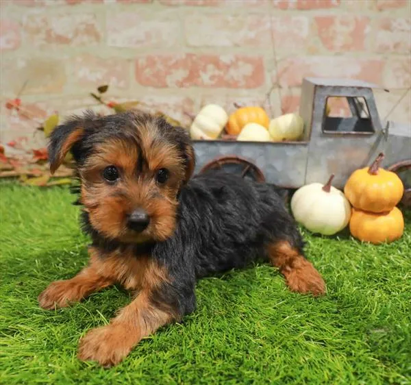Female Yorkie puppy named Oakley for sale at Waggles Charlotte.