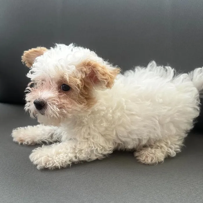Male Poodle puppy named Stanley for sale at Waggles Charlotte.