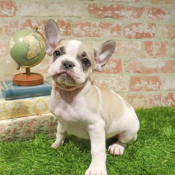 Male French Bulldog puppy named Donald for sale at Waggles Greensboro.