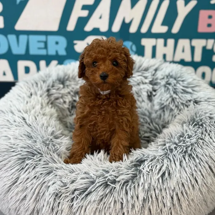 Female Mini Poodle puppy named Italy for sale at Waggles Charlotte.