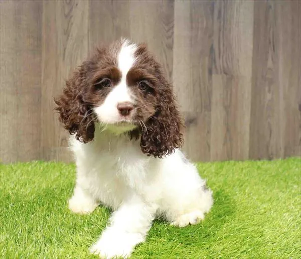 Female Cocker Spaniel puppy named Dolores for sale at Waggles Charlotte.