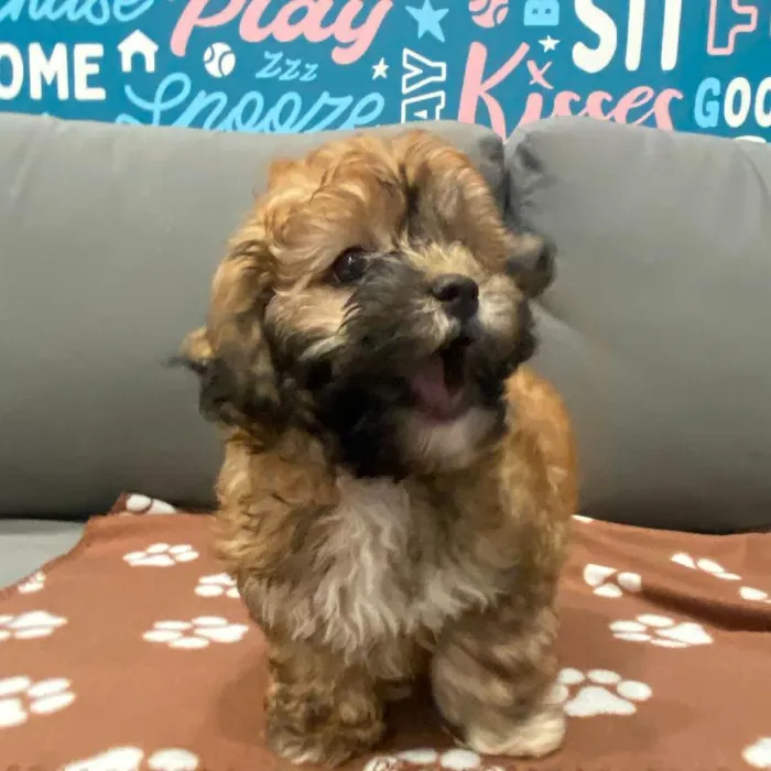 Male Shipoo puppy named Johnnie for sale at Waggles Charlotte.