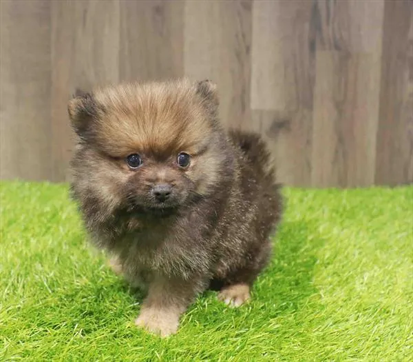 Male Pomeranian puppy named Ozzy for sale at Waggles Charlotte.