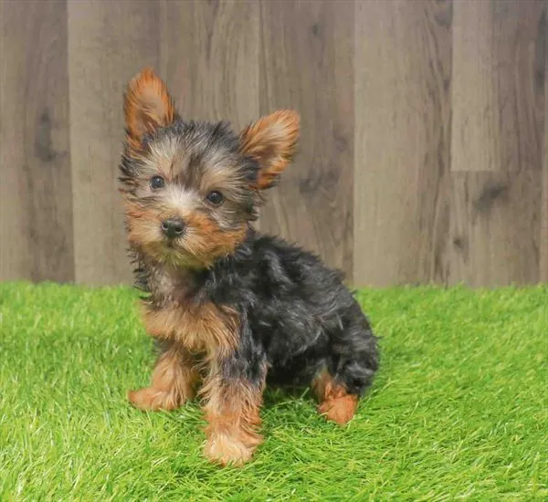 Female Silky Terrier puppy named Hazel for sale at Waggles Charlotte.