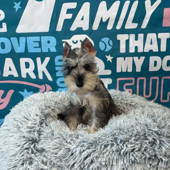 Female Mini Schnauzer puppy named Salem for sale at Waggles Charlotte.