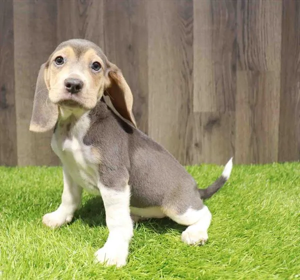 Male Beagle puppy named Shiloh for sale at Waggles Charlotte.