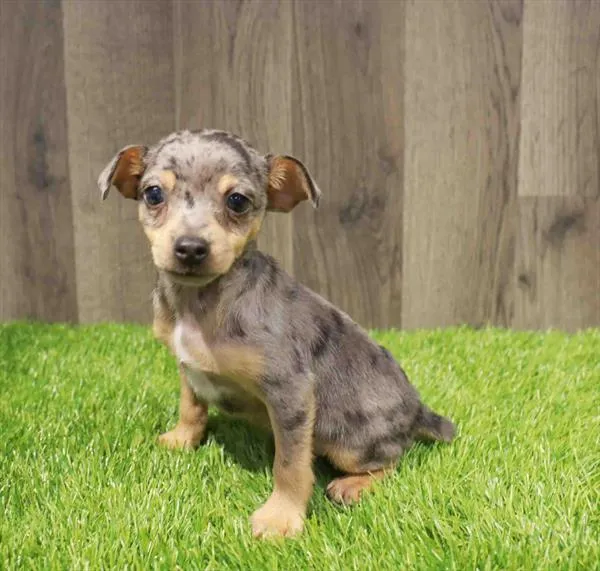 Male Rat Terrier puppy named Micah for sale at Waggles Charlotte.