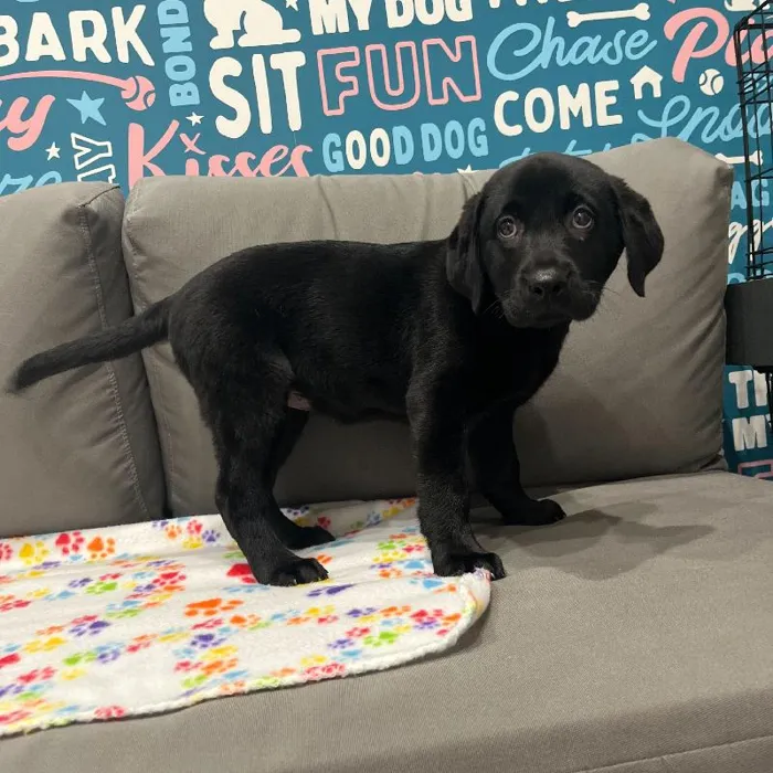 Female Labrador Retriever puppy named Miranda for sale at Waggles Charlotte.