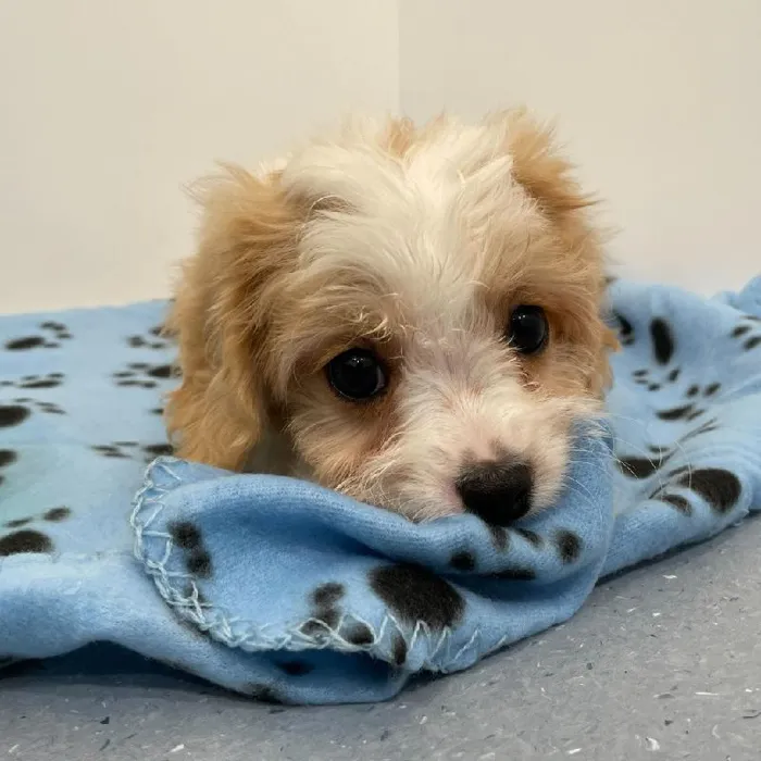 Male Cavachon puppy named Allen for sale at Waggles Charlotte.