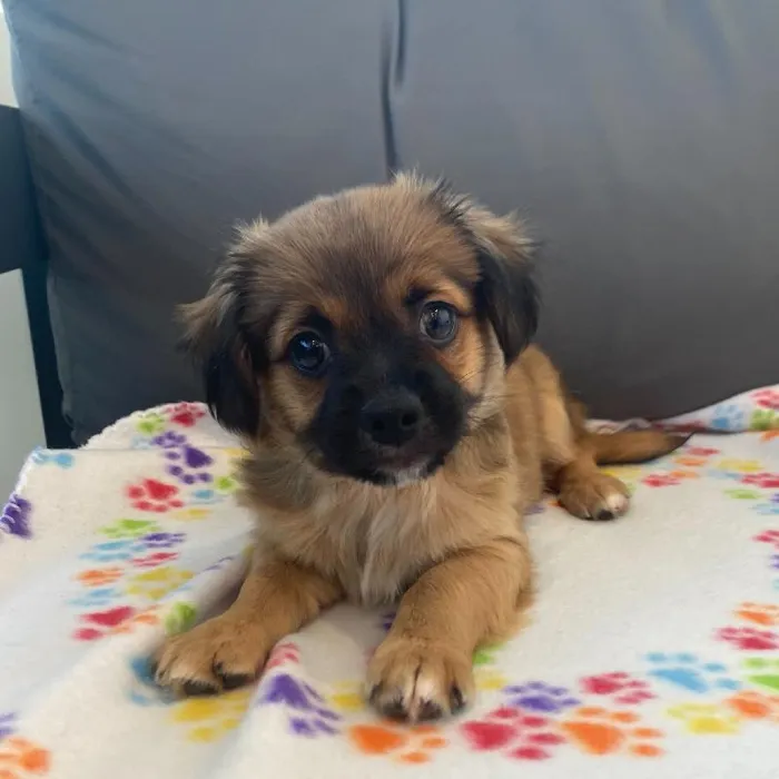 Male Chiweenie puppy named Jameson for sale at Waggles Charlotte.