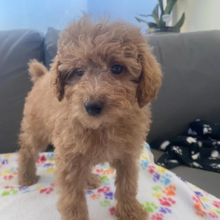 Female Poodle puppy named Beverly for sale at Waggles Charlotte.