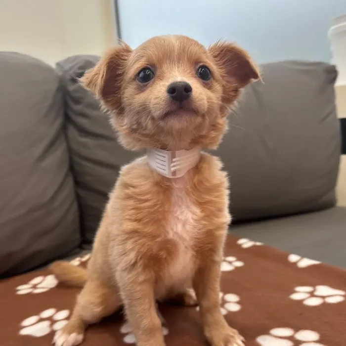 Male Chihuahua puppy named Harris for sale at Waggles Charlotte.