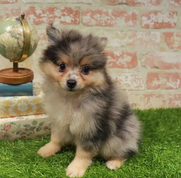Female Pomeranian puppy named Wendy for sale at Waggles Raleigh.