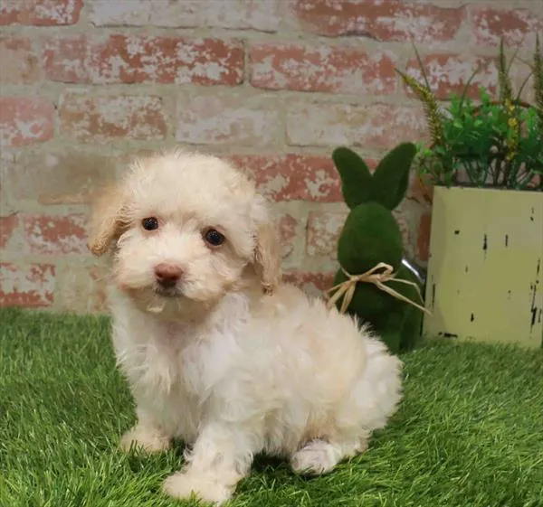 Female Poodle puppy named Rosebud for sale at Waggles Greensboro.