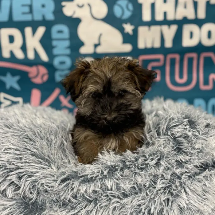 Male Havanese puppy named Bolt for sale at Waggles Charlotte.