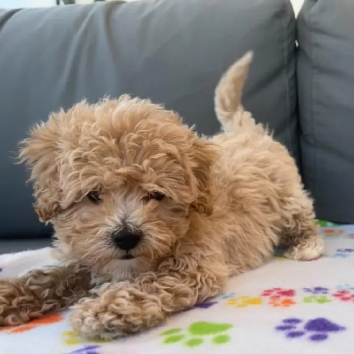 Male Maltipoo puppy named Clint for sale at Waggles Charlotte.