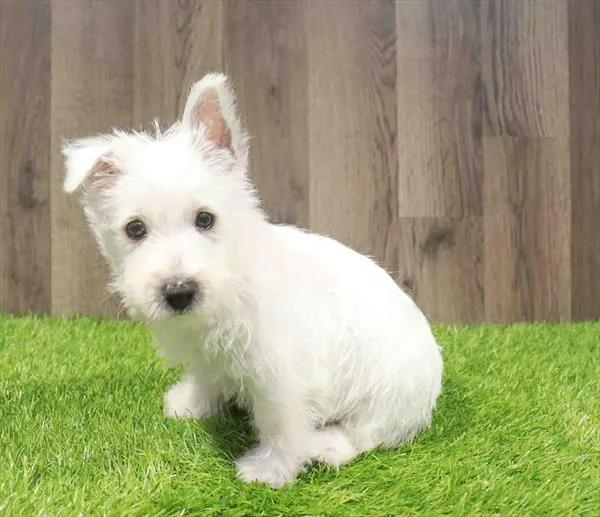 Male West Highland White Terrier puppy named Sherman for sale at Waggles Charlotte.