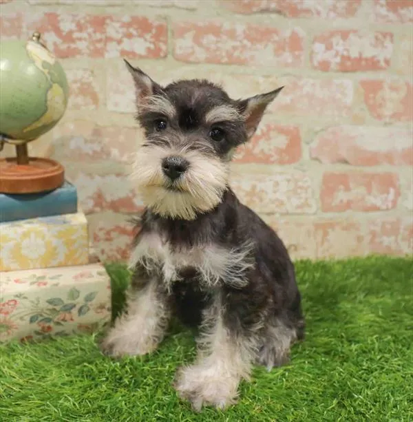 Female Mini Schnauzer puppy named Eloise for sale at Waggles Charlotte.