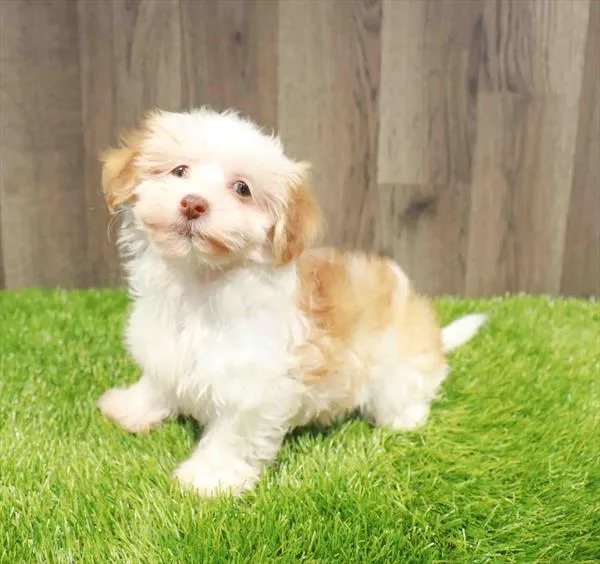Female Havanese puppy named Ember for sale at Waggles Charlotte.