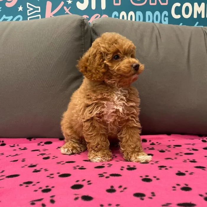 Female Mini Goldendoodle 2Nd Gen puppy named Daphne for sale at Waggles Charlotte.