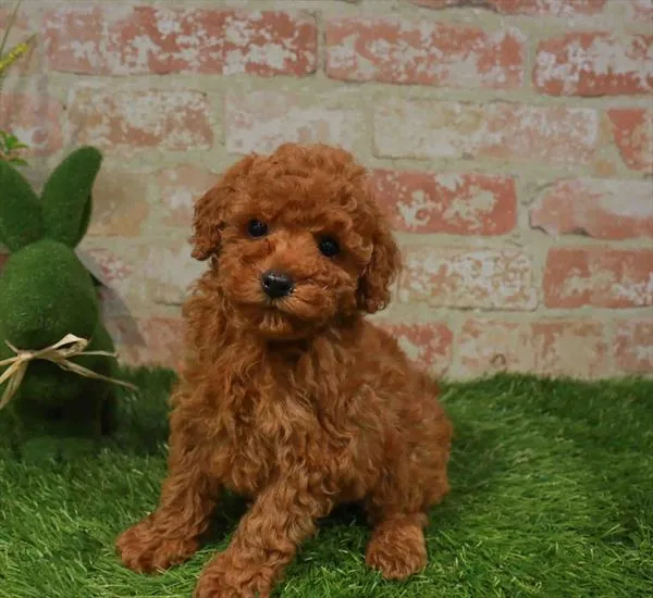 Female Mini Poodle puppy named Italy for sale at Waggles Charlotte.