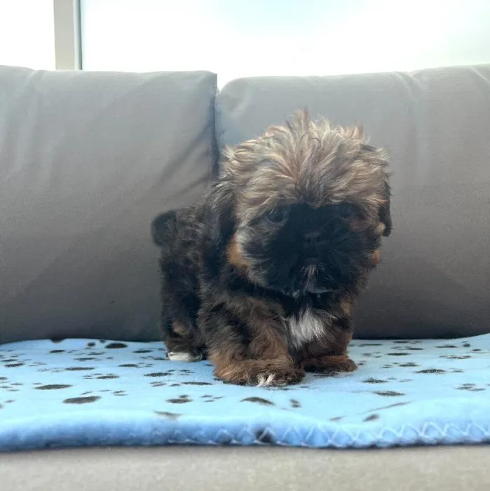 Female Shih Tzu puppy named Ginny for sale at Waggles Charlotte.