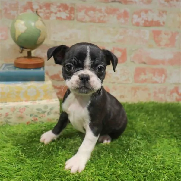 Female Frenchton puppy for sale at Waggles Greensboro.