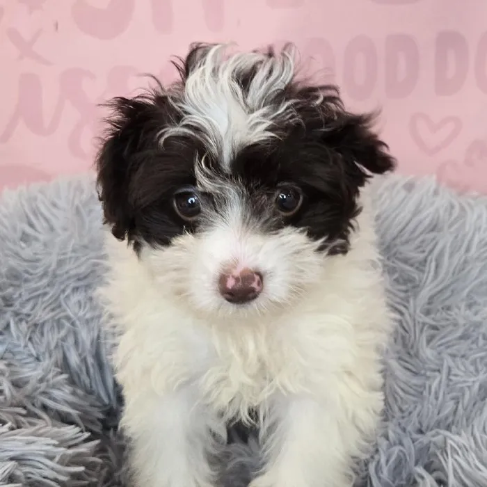 Female Pom-A-Poo puppy named Lyra for sale at Waggles Raleigh.