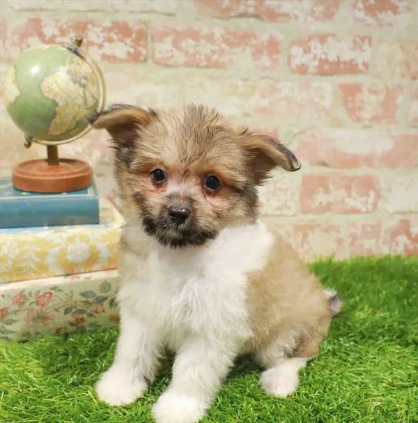 Male Havapom puppy named Jerry for sale at Waggles Charlotte.